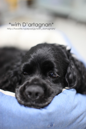 With D'artagnan